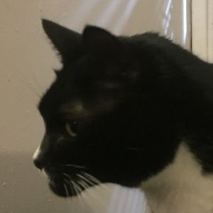 Meet your Posher, Seiki